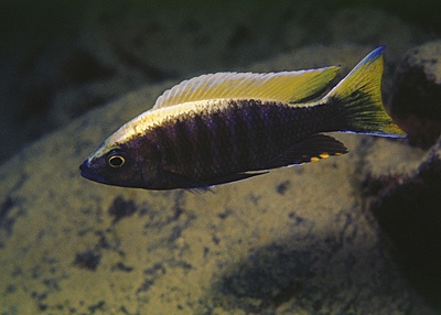 Copadichromis sp. 'virginalis gold' Nkanda